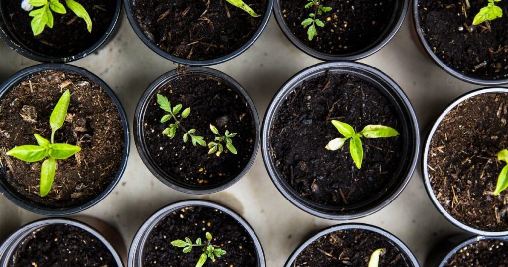 Growing with children